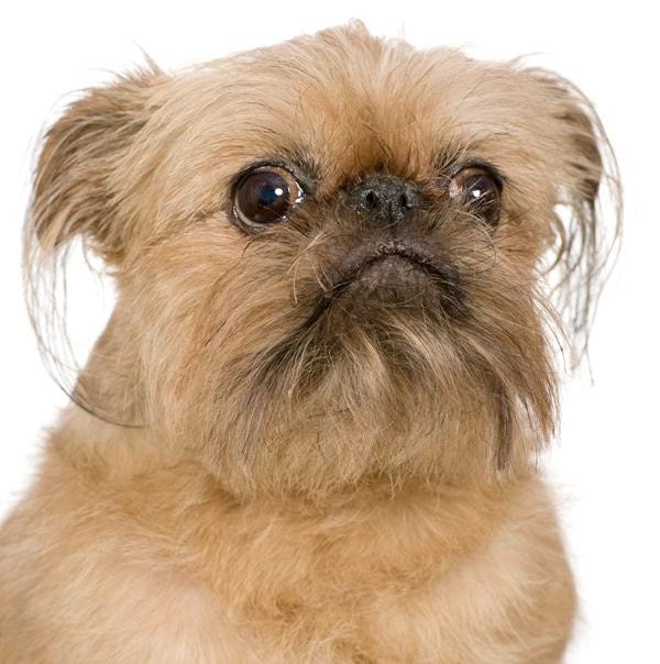 Weird small sales dog breeds